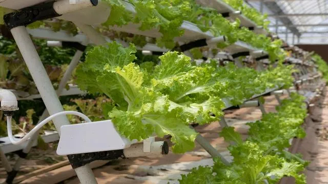 gidroponnye-sistemy-novogo-pokoleniya-ot-ekspertov-supptech-ustanovka-podderzhka-proektirovanie-produmannye-resheniya-v-gidroponiki